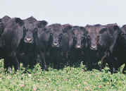 Vacas antes de convertirse en bife de "Caba? Las Lilas".